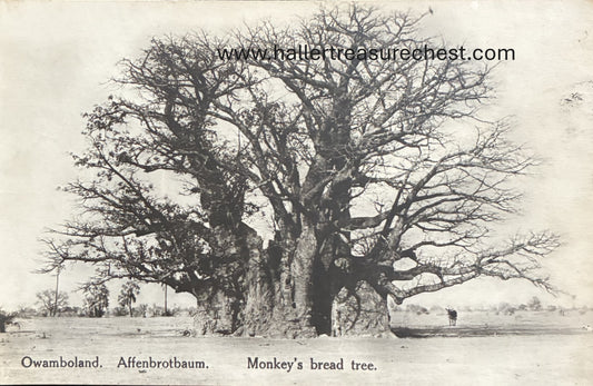 PC Nord-Süd 19.5. DSWA - Affenbrotbaum, Owamboland / GSWA - Monkey's bread tree, Owamboland