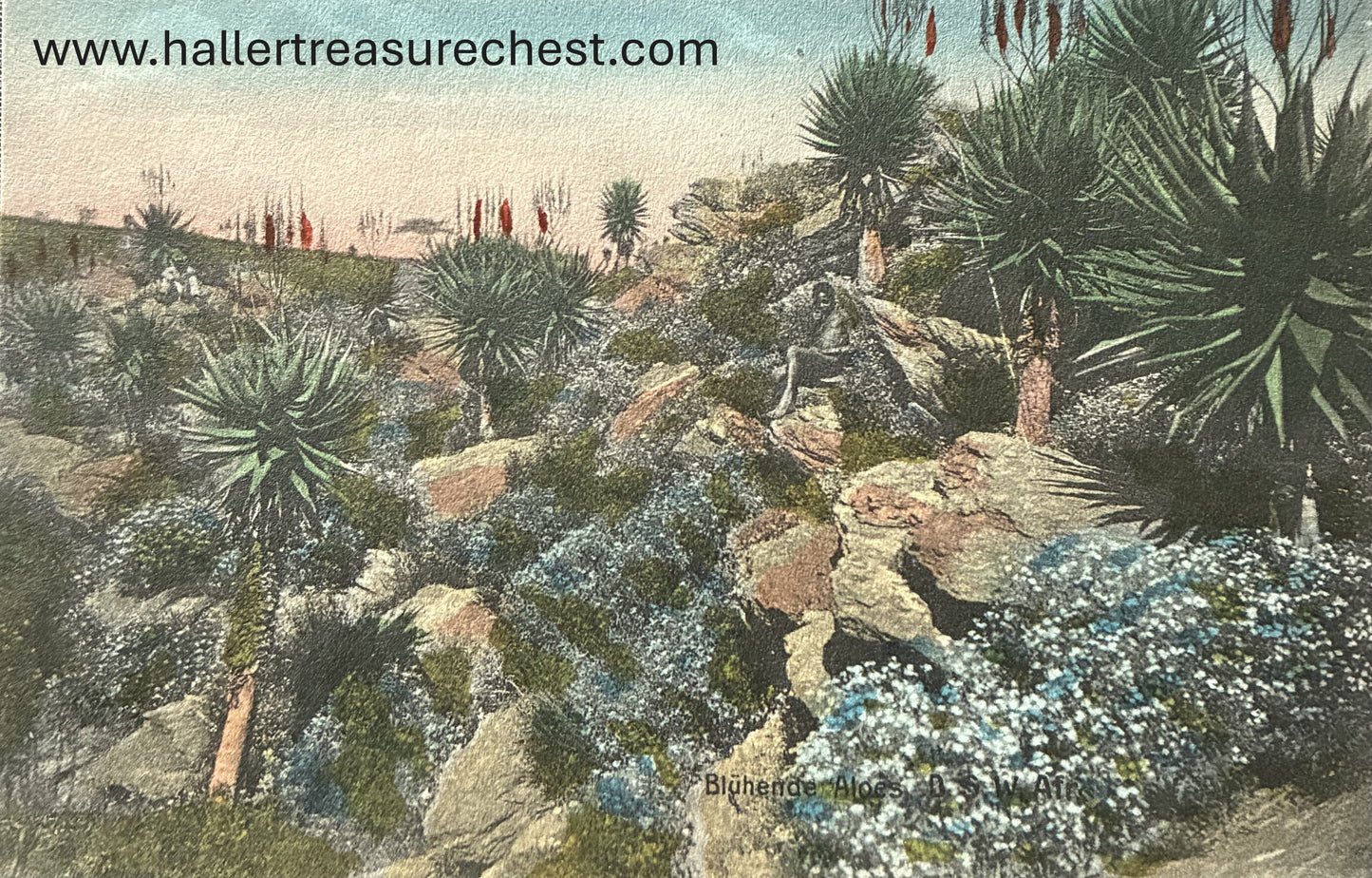 PC Nord-Süd 2.4. DSWA - Aloenwald / GSWA - forest of Aloe plants