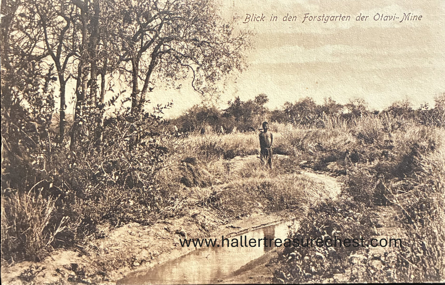 PC Nord-Süd 22.1. DSWA - Blick auf Forstgarten der Otavi-Mine bei Tsumeb / GSWA – Garden of Otavi mine near Tsumeb