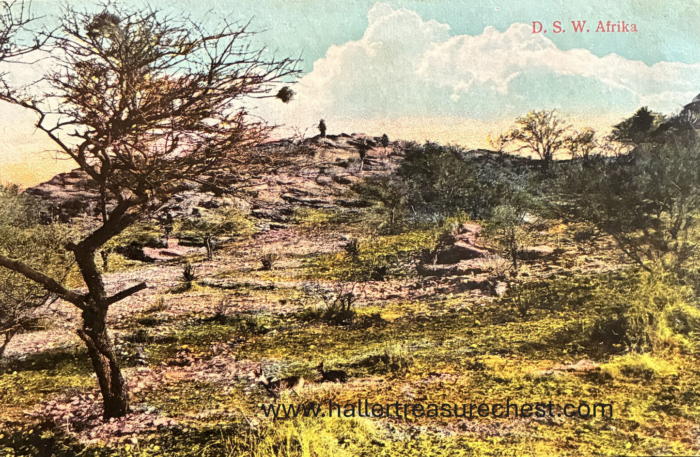 PC Nord-Süd 23.1 DSWA - Blick auf Otavi Landschaft / GSWA – View on Otavi area