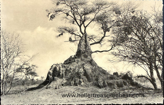 PC Nord-Süd 23.2 DSWA - Fotokarte eines Termitenhügel bei Otavi  / GSWA – Photo card of a Termite hill in the Otavi area