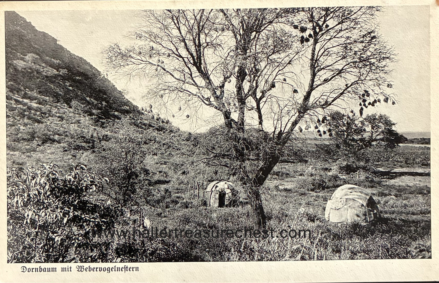 PC Nord-Süd 24.5. DSWA – Dornbaum mit Vogelnestern / GSWA - Thorntree with bird nests in the North