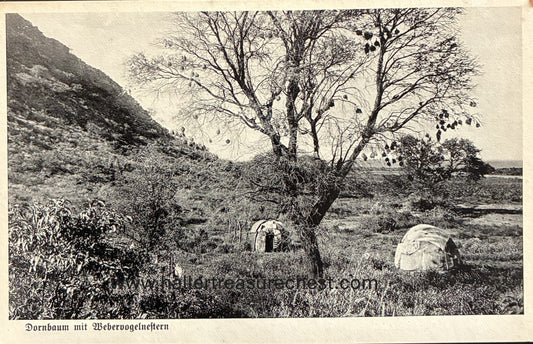 PC Nord-Süd 24.5. DSWA – Dornbaum mit Vogelnestern / GSWA - Thorntree with bird nests in the North