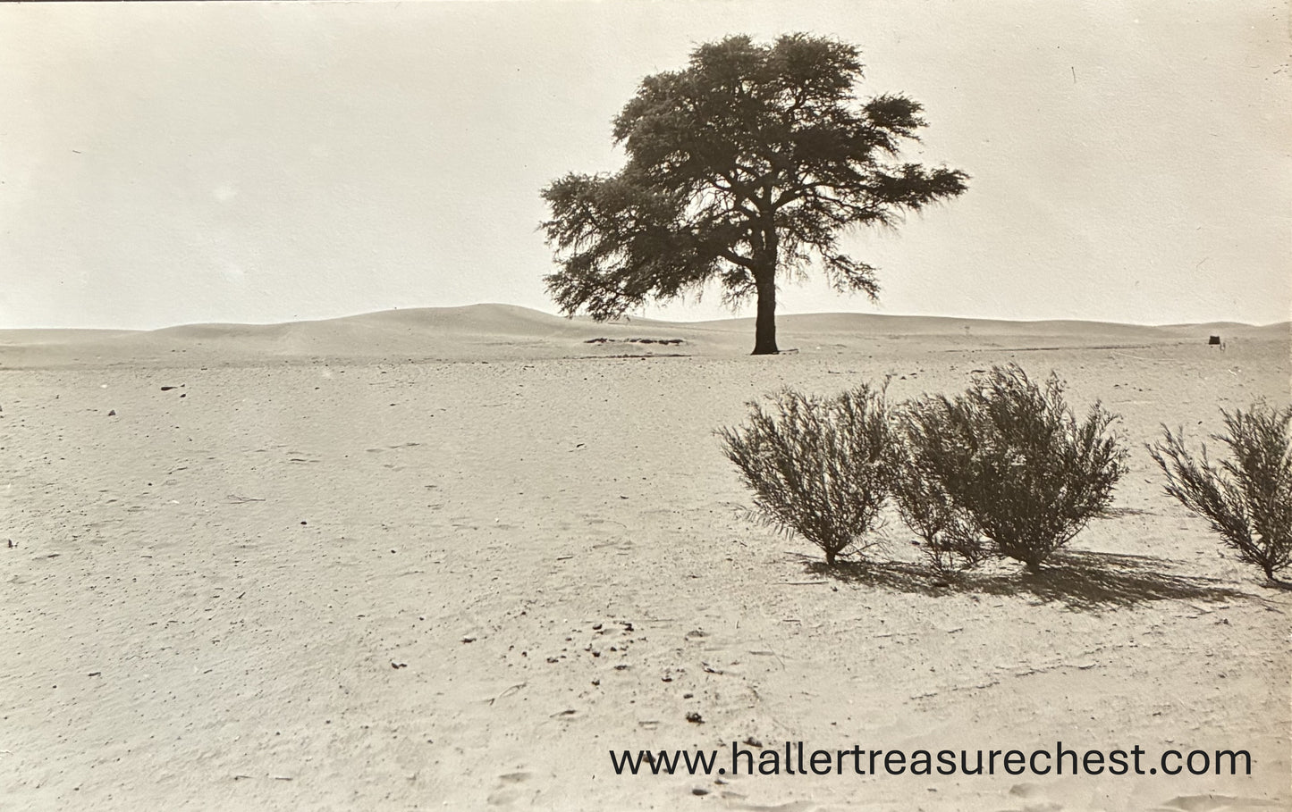 PC Nord-Süd 25.2. SWA – Bäume in der Namibwüste  / SWA - Trees in the Namib desert