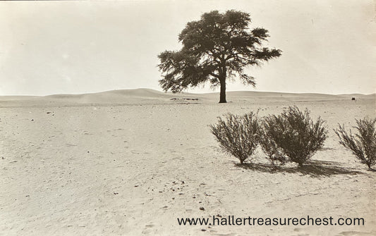 PC Nord-Süd 25.2. SWA – Bäume in der Namibwüste  / SWA - Trees in the Namib desert