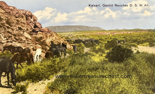 PC Nord-Süd 25.4. DSWA – Kaiserliches Gestüt Nauchas   / GSWA - DSWA – Imperial Stud Farm Nauchas