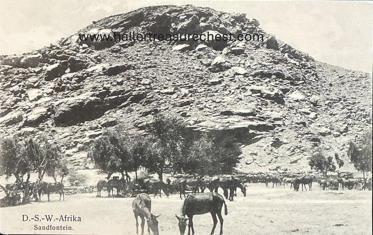 PC Nord-Süd 25.7. DSWA – Esel bei Sandfontein / GSWA - donkeys at Sandfontein