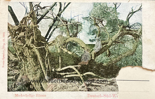 PC Nord-Süd 26.1. DSWA – Merkwürdige Bäume / GSWA – strange trees