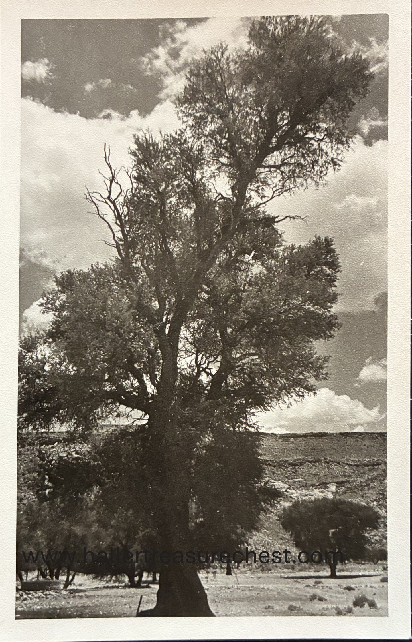 PC Nord-Süd 26.2. DSWA – Ana Bäume / GSWA – photo of large Ana - trees