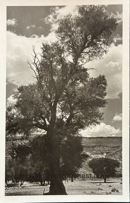 PC Nord-Süd 26.2. DSWA – Ana Bäume / GSWA – photo of large Ana - trees
