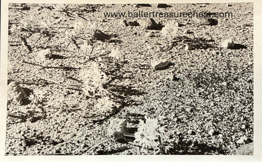 PC Nord-Süd 26.8. DSWA – Feldblumen in der Namibwüste / GSWA – field flowers in the Namib desert