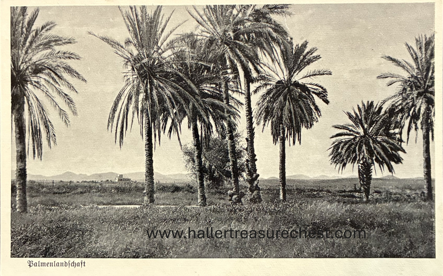 PC Nord-Süd 27.1. DSWA – Palmenlandschaft / GSWA – Palmtrees