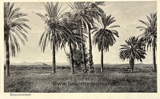 PC Nord-Süd 27.1. DSWA – Palmenlandschaft / GSWA – Palmtrees