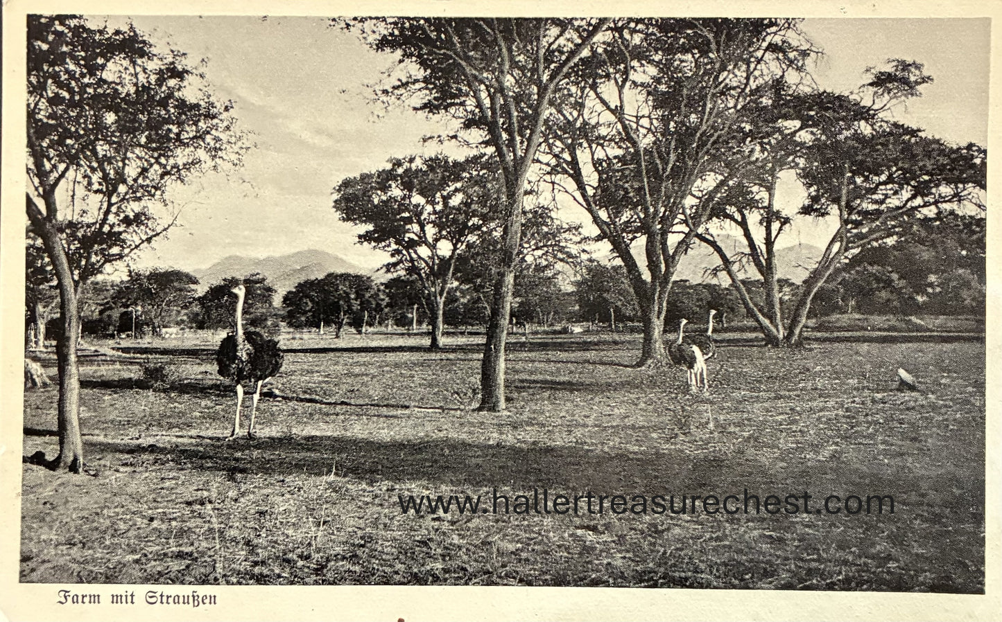 PC Nord-Süd 27.2. DSWA – Farm mit Straussen / GSWA – Ostrich farm