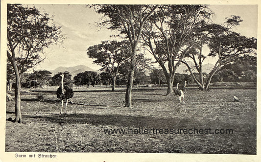 PC Nord-Süd 27.2. DSWA – Farm mit Straussen / GSWA – Ostrich farm