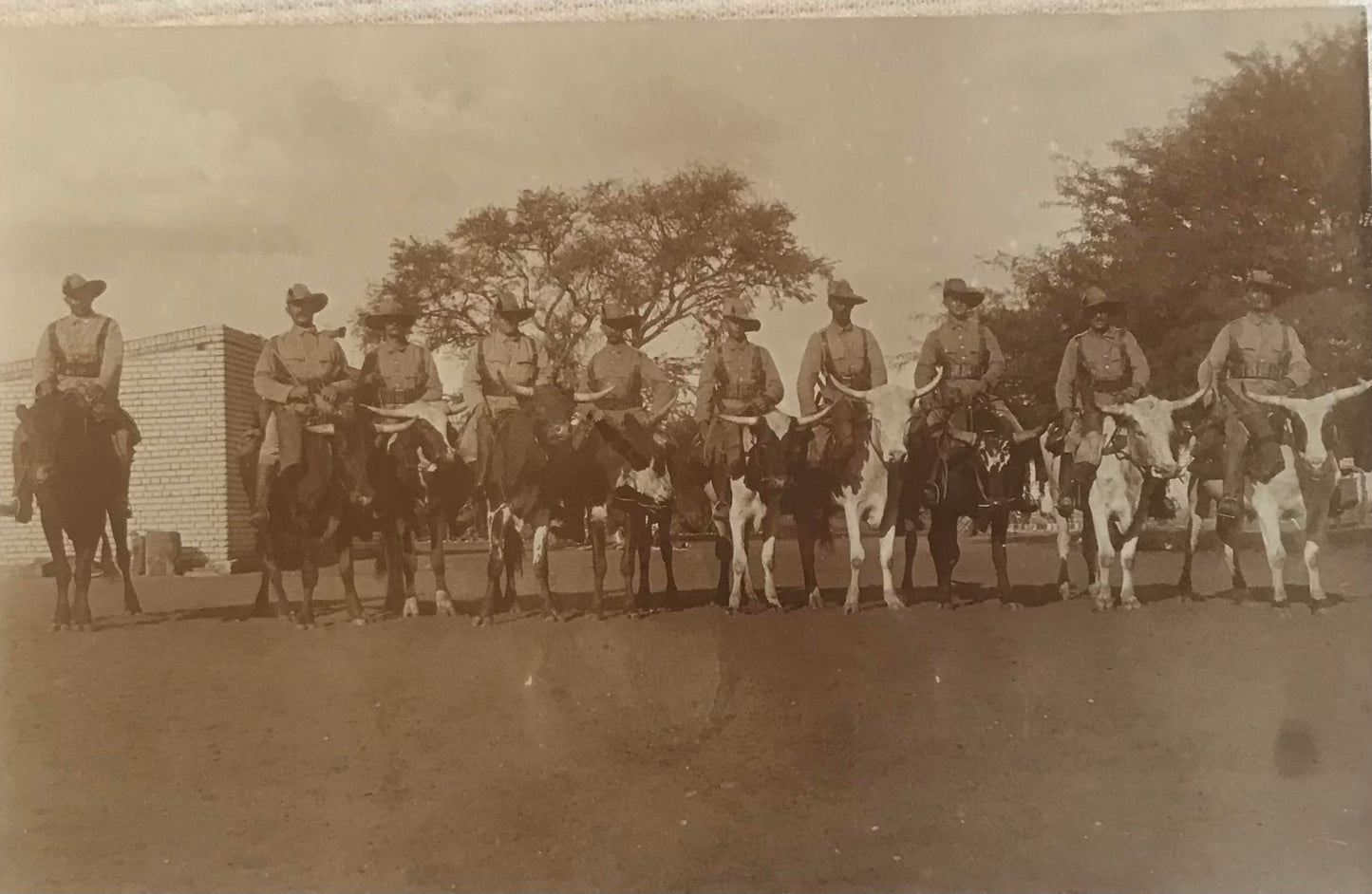 PC STR 8.6. DSWA Schutztruppen reiten auf Ochsen / GSWA Schutztruppen riding on Oxen