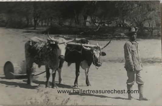 PC Tribes 14.8. DSWA Postkarte - Owambo mit Rindern / GSWA post card - Owambo with his cattle