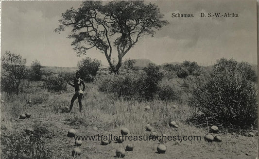 PC Tribes 15.6. DSWA Postkarte - Posierende Owambofrau im Schamafeld / GSWA post card - posing Owambo woman in a Schamafield