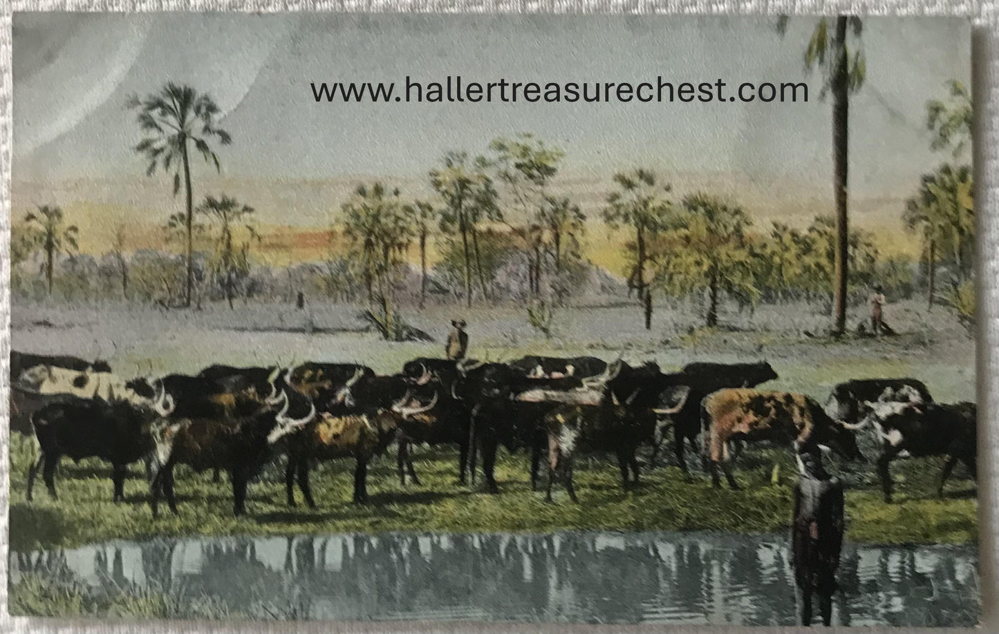 PC Tribes 20.3. SWA Postkarte - Wasserstelle im Owamboland / GSWA post card - watering hole in Owamboland