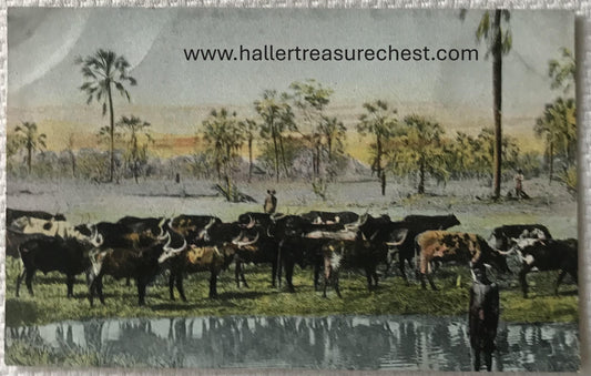 PC Tribes 20.3. SWA Postkarte - Wasserstelle im Owamboland / GSWA post card - watering hole in Owamboland