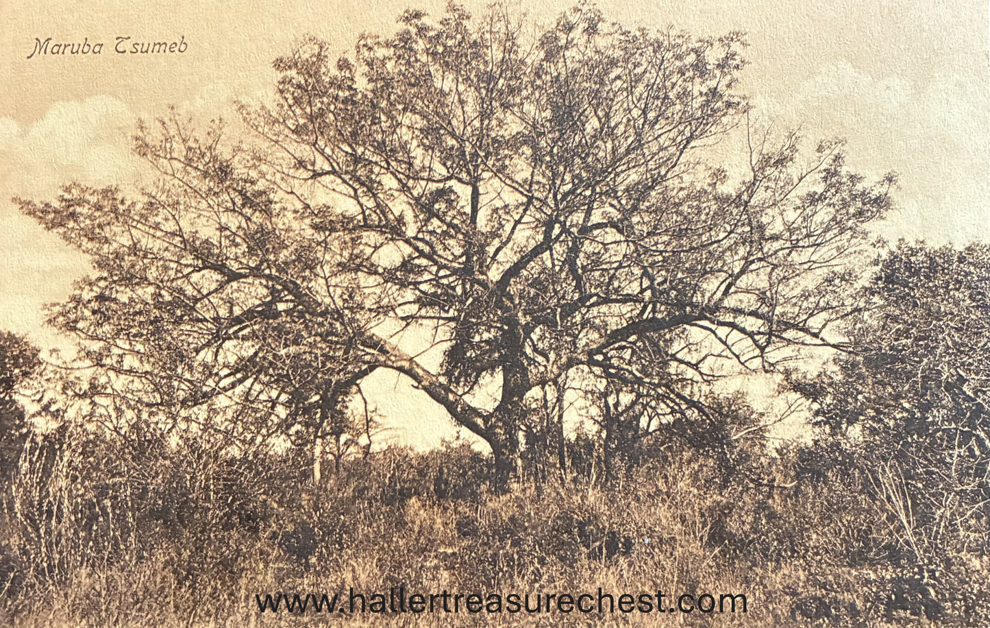 PC Nord-Süd 19.2. DSWA - Maruba Baum bei Tsumeb / GSWA - Maruba tree close to Tsumeb