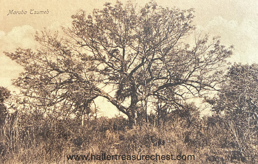 PC Nord-Süd 19.2. DSWA - Maruba Baum bei Tsumeb / GSWA - Maruba tree close to Tsumeb